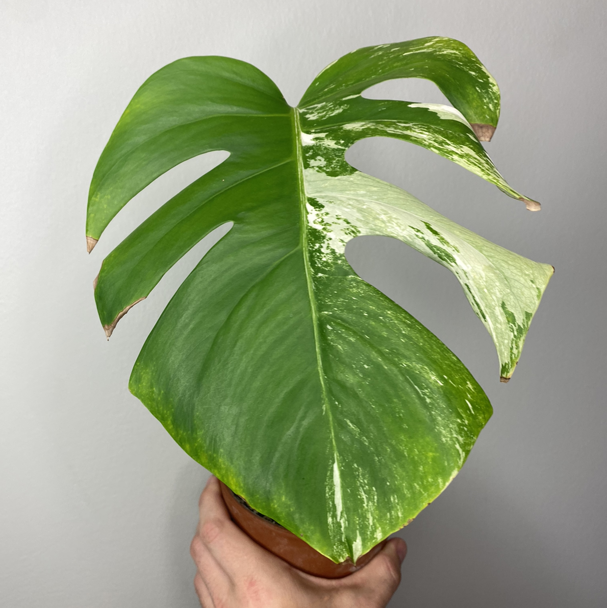 Variegated Monstera leaf with green and white sections, slight browning at tips, held by a hand.