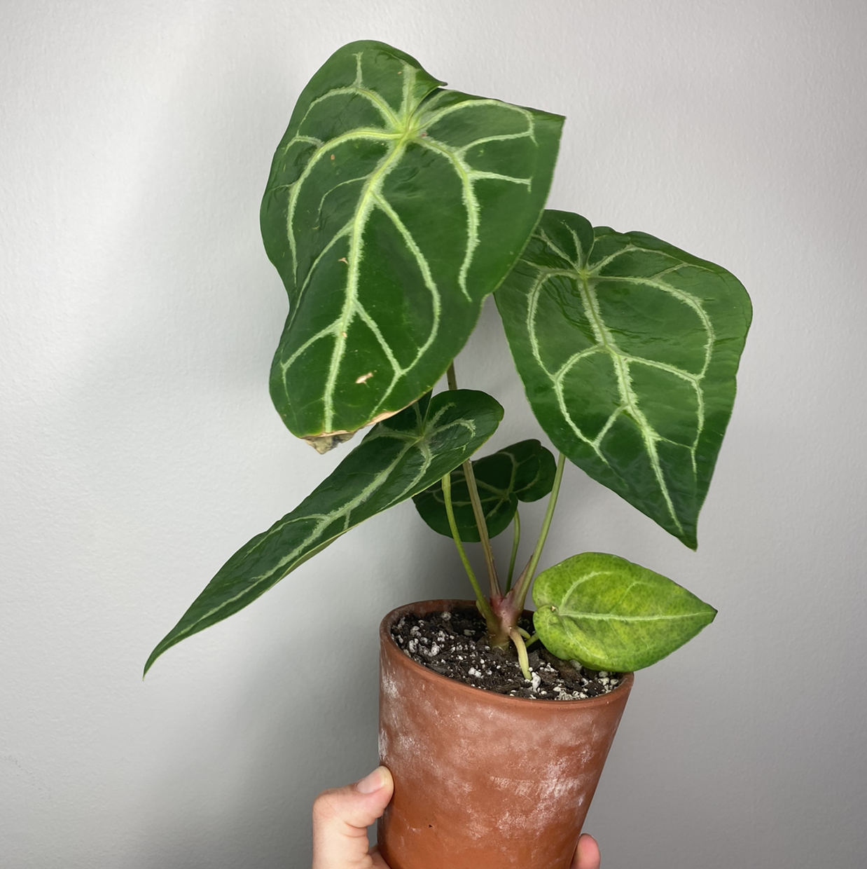 Potted Anthurium magnificum plant with large, dark green leaves and prominent white veins.