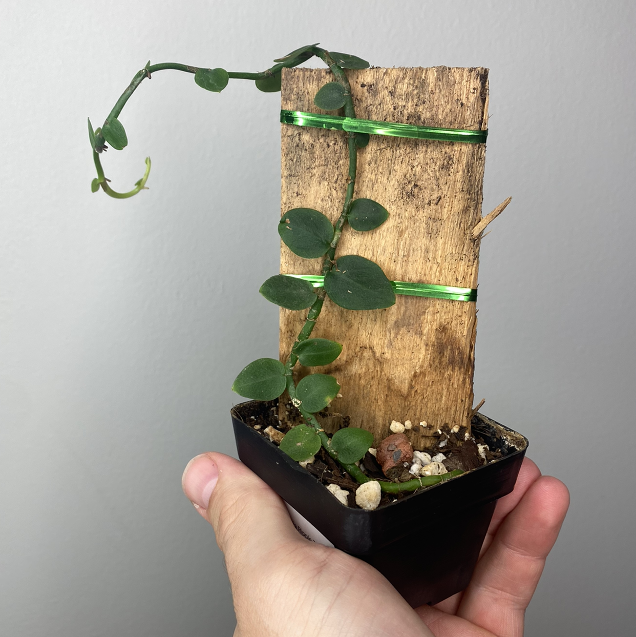 Rhaphidophora hayi plant attached to a wooden plank with green ties, held in a hand.