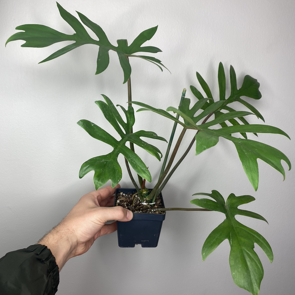 Philodendron mayoi plant with green leaves held by a hand, soil visible.