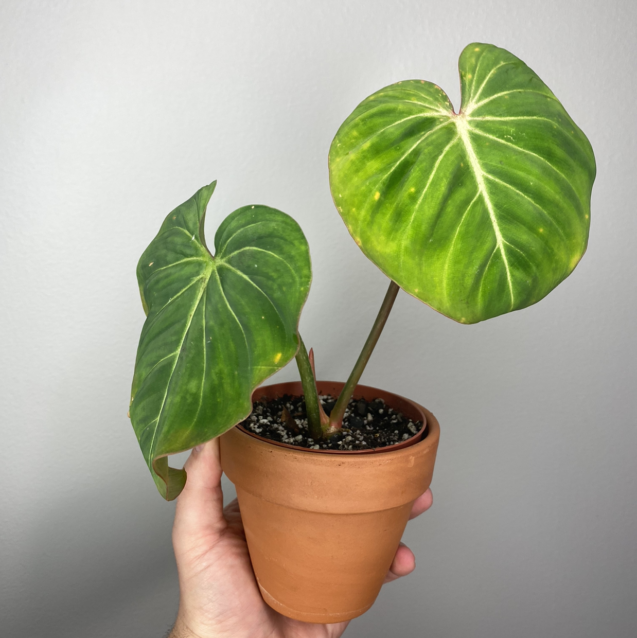 Philodendron gloriosum plant in a terracotta pot with large, heart-shaped leaves and prominent white veins.