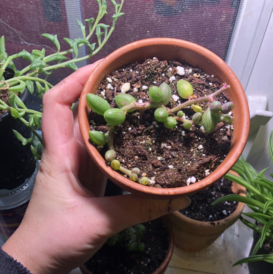 Potted String of Watermelons plant held by a hand, with visible soil and other plants in the background.