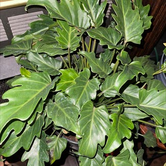 Philodendron Xanadu plant in Somewhere on Earth