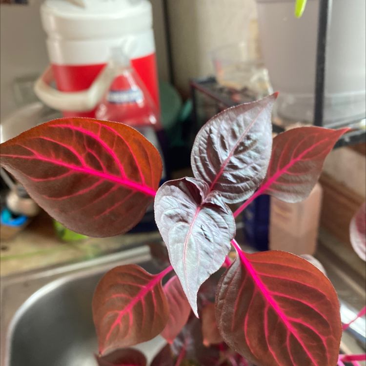 Healthy Herbst's Bloodleaf plant with vibrant red and green oval leaves, well-framed close-up shot
