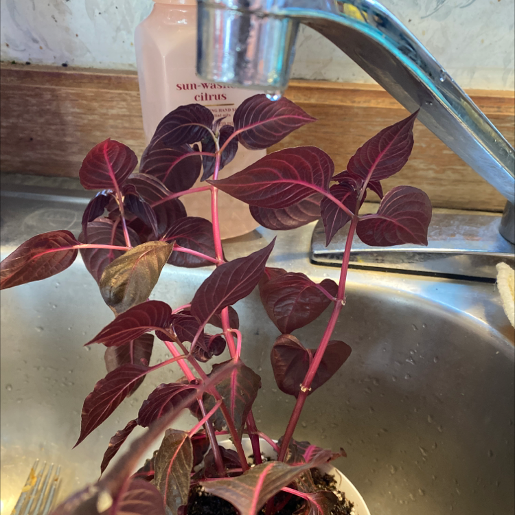 Vibrant burgundy Herbst's Bloodleaf plant in glass vase, showing healthy leaves and visible roots in the soil.