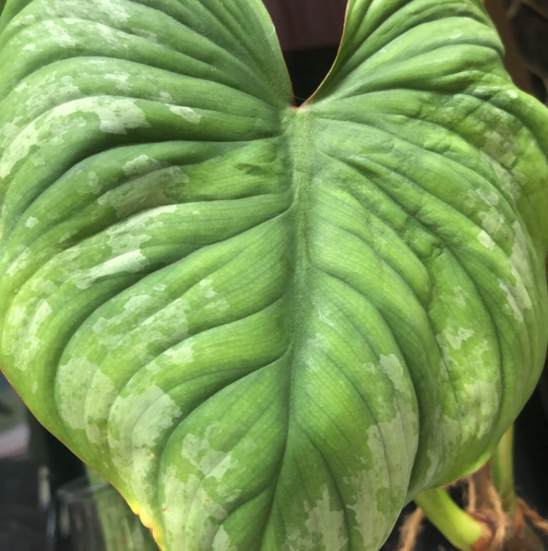 Philodendron 'Silver Cloud' plant photo by @kayjac named Luna on Greg, the plant care app.