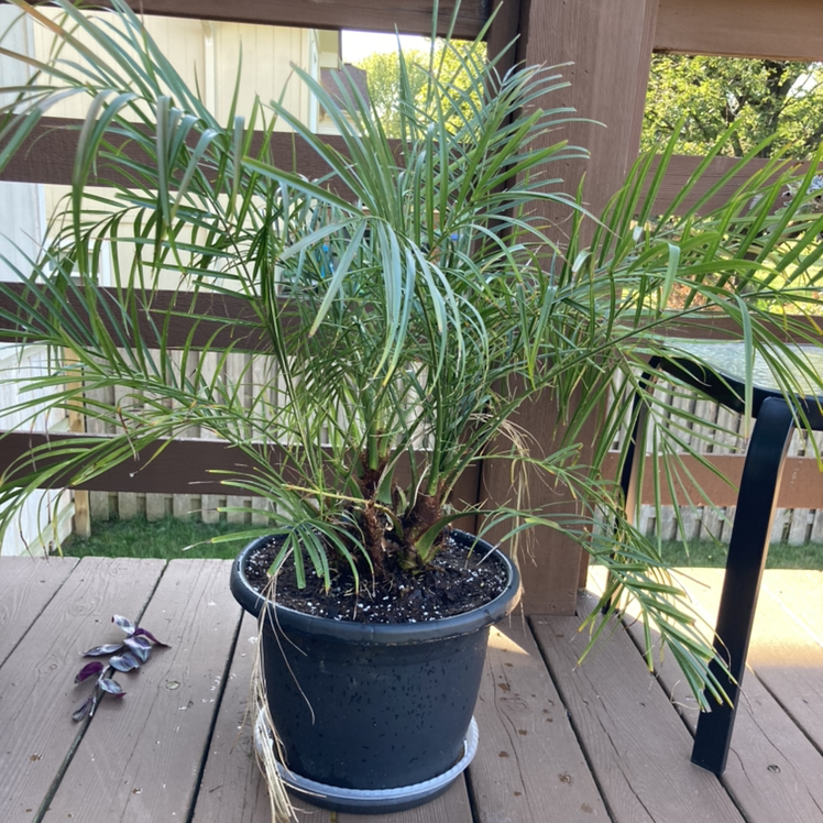 A healthy pygmy date palm in a black pot on a wooden deck, with long green fronds and no signs of disease or damage.