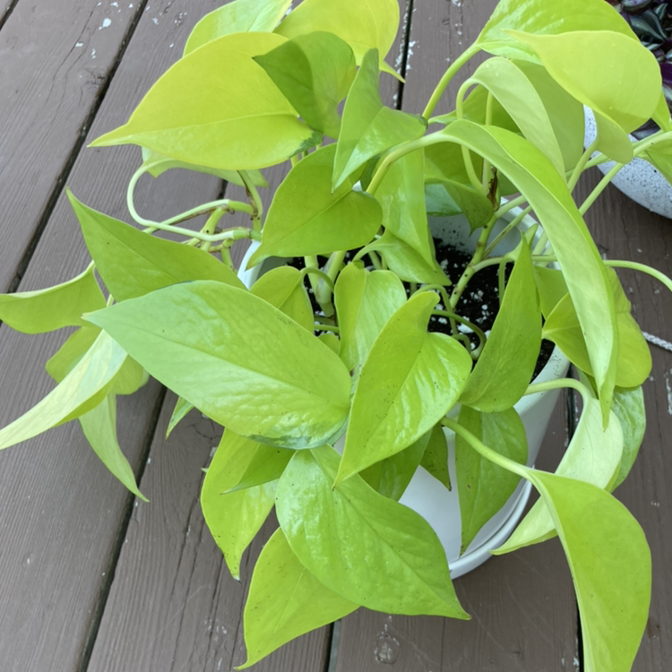 Neon Pothos plant with vibrant green leaves in a white pot on a wooden surface.
