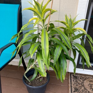 Cornstalk Dracaena plant photo by @PlantyAmes named C-3PO on Greg, the plant care app.