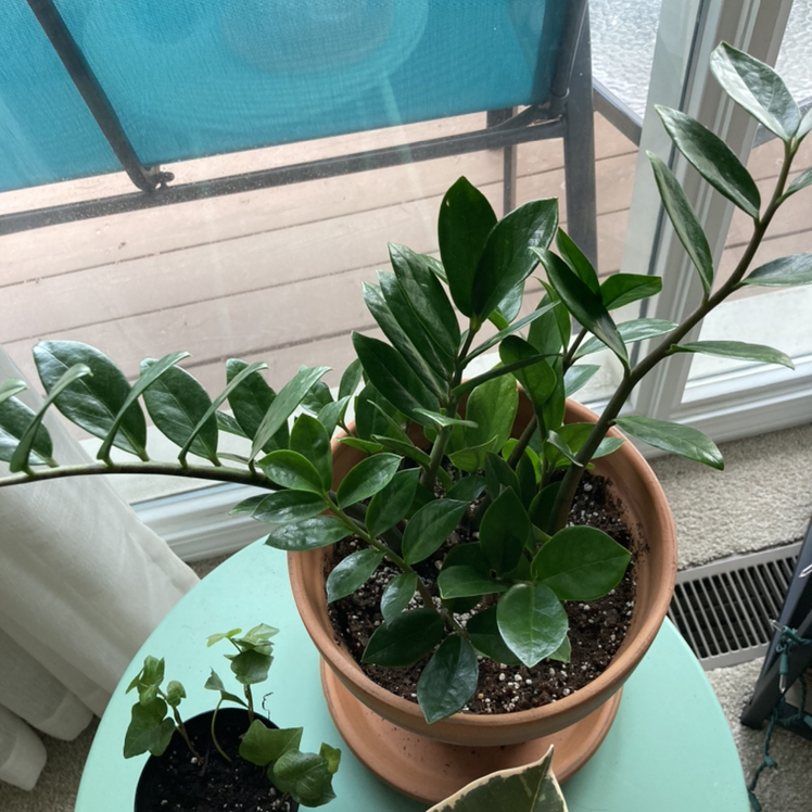 Zamioculcas Zamiifolia plant photo by @PlantyAmes named ZZ Top on Greg, the plant care app.