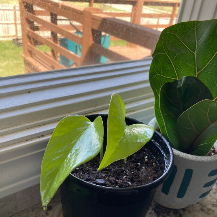 Neon Pothos plant with bright green leaves in a pot, another plant in the background.