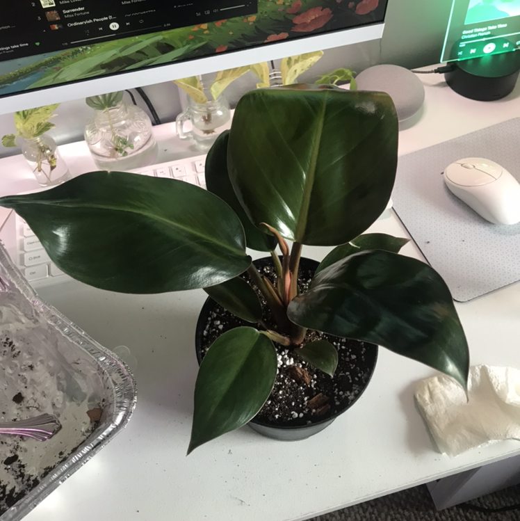 Philodendron 'Imperial Red' plant in a pot with glossy, dark green leaves.
