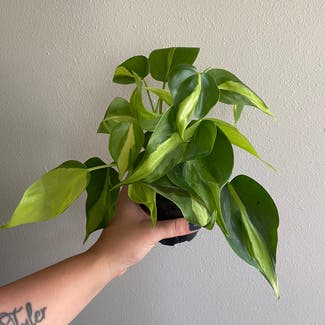 Philodendron Brasil plant in Boone, Iowa