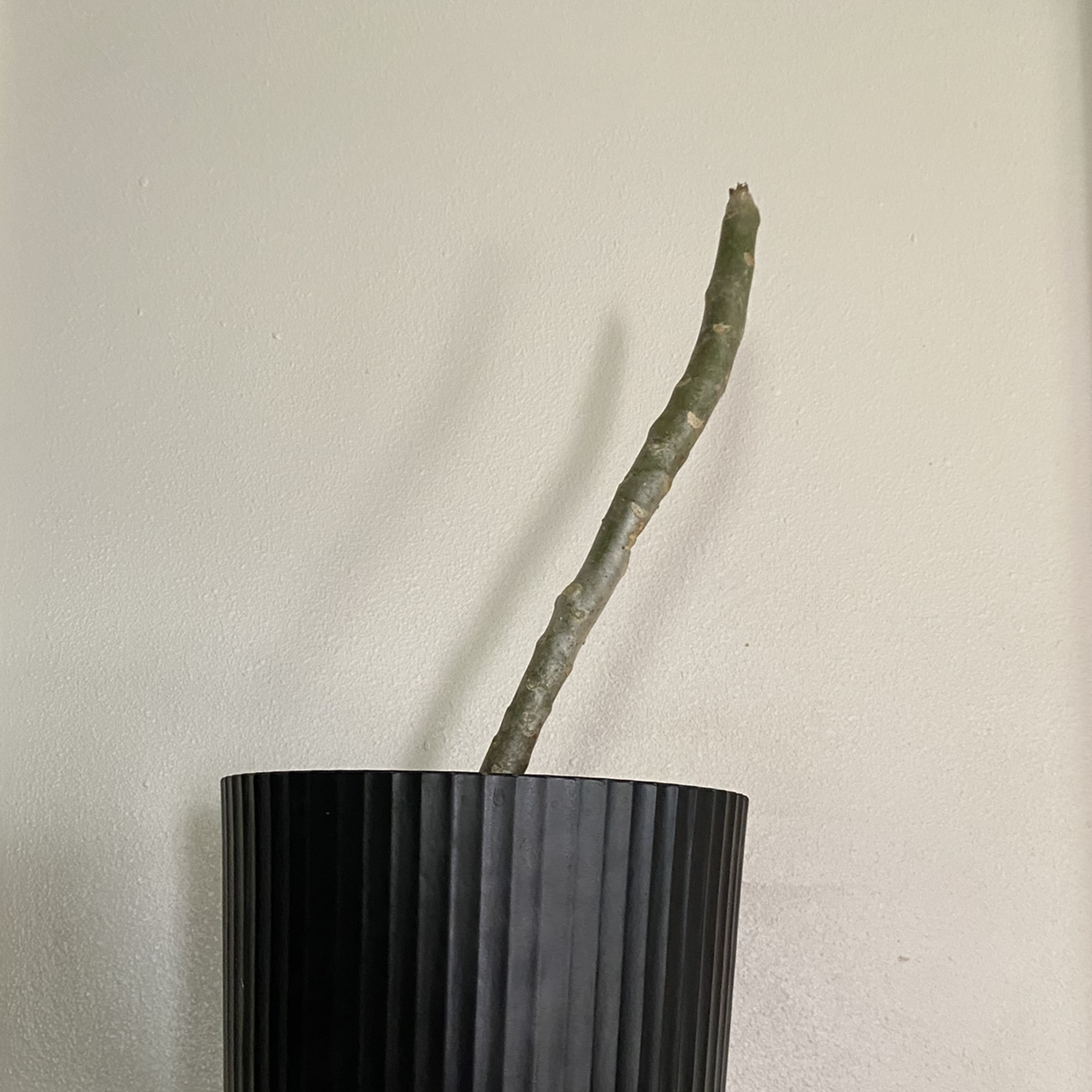 Photo of the plant species Fiddle Leaf Plumeria by @Bumblebeemimi named Plumeria on Greg, the plant care app