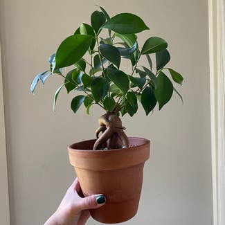 Ficus Ginseng plant in Boone, Iowa