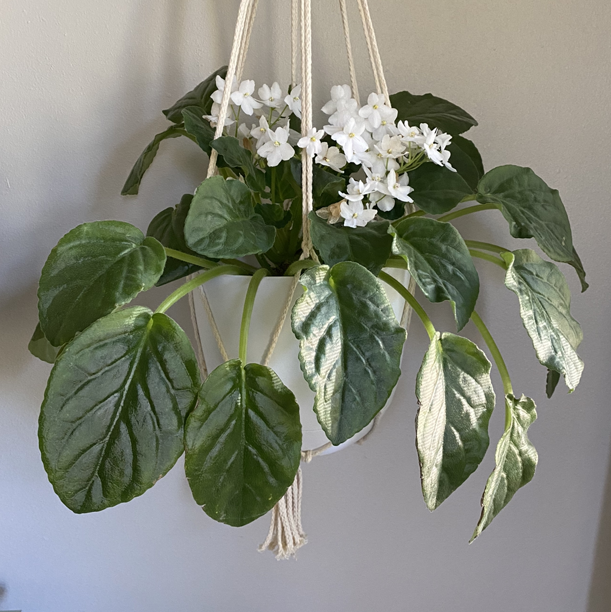 Photo of the plant species African Violet by @Bumblebeemimi named Mama on Greg, the plant care app