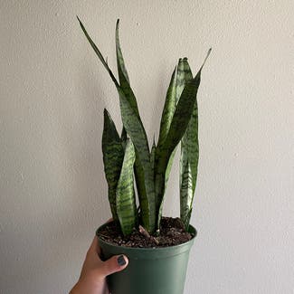 Snake Plant plant in Boone, Iowa