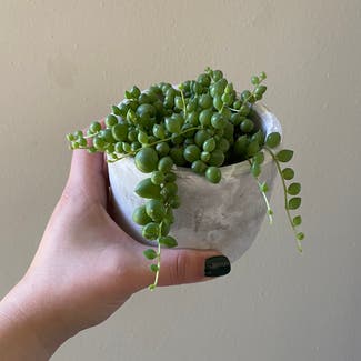 String of Pearls plant in Boone, Iowa