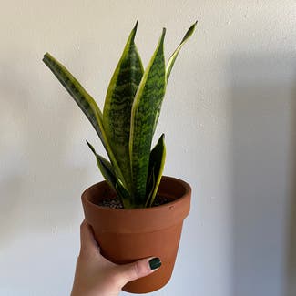 Snake Plant plant in Boone, Iowa