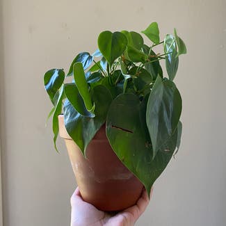 Heartleaf Philodendron plant in Boone, Iowa