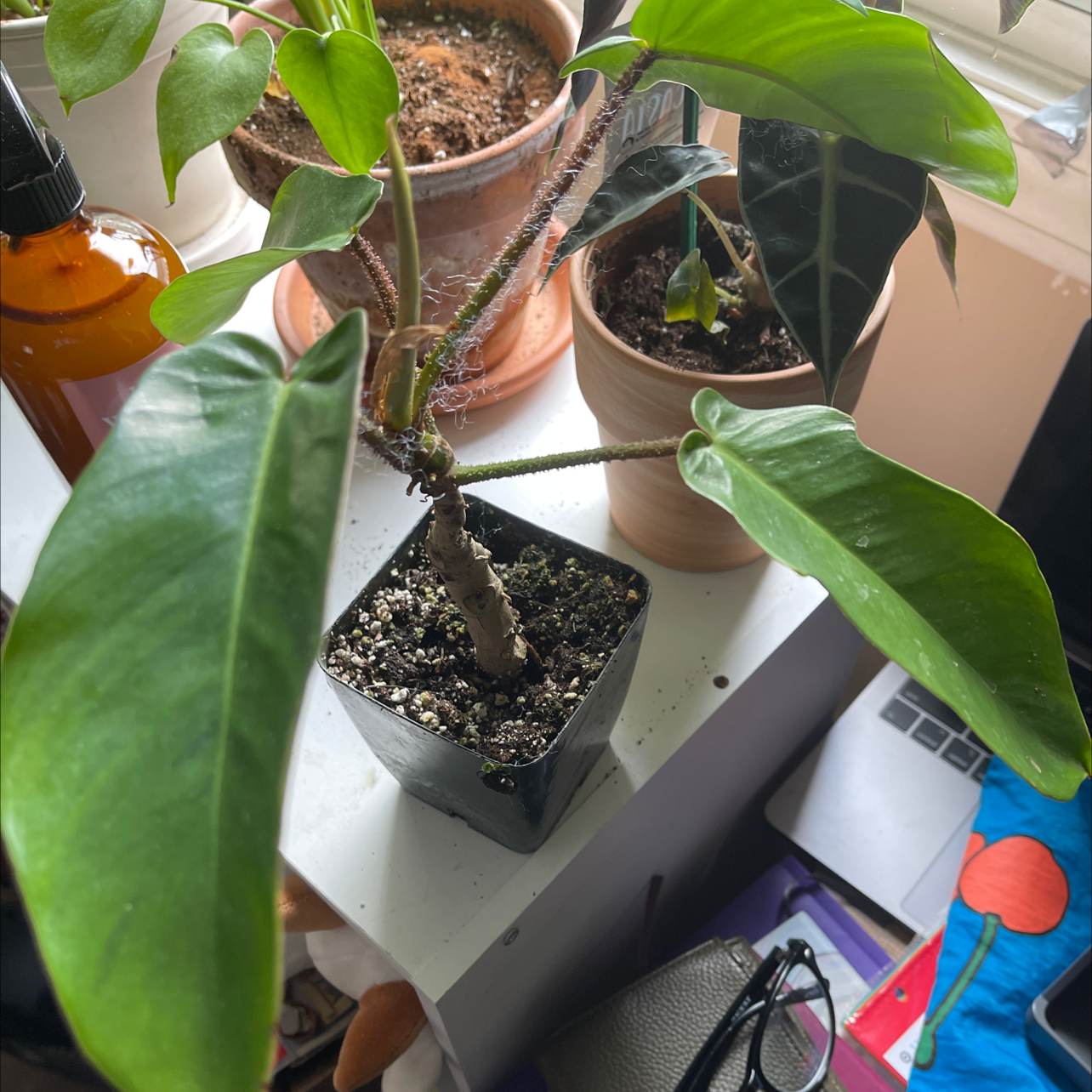 Hairy Philodendron plant in a pot with visible soil, surrounded by other plants.