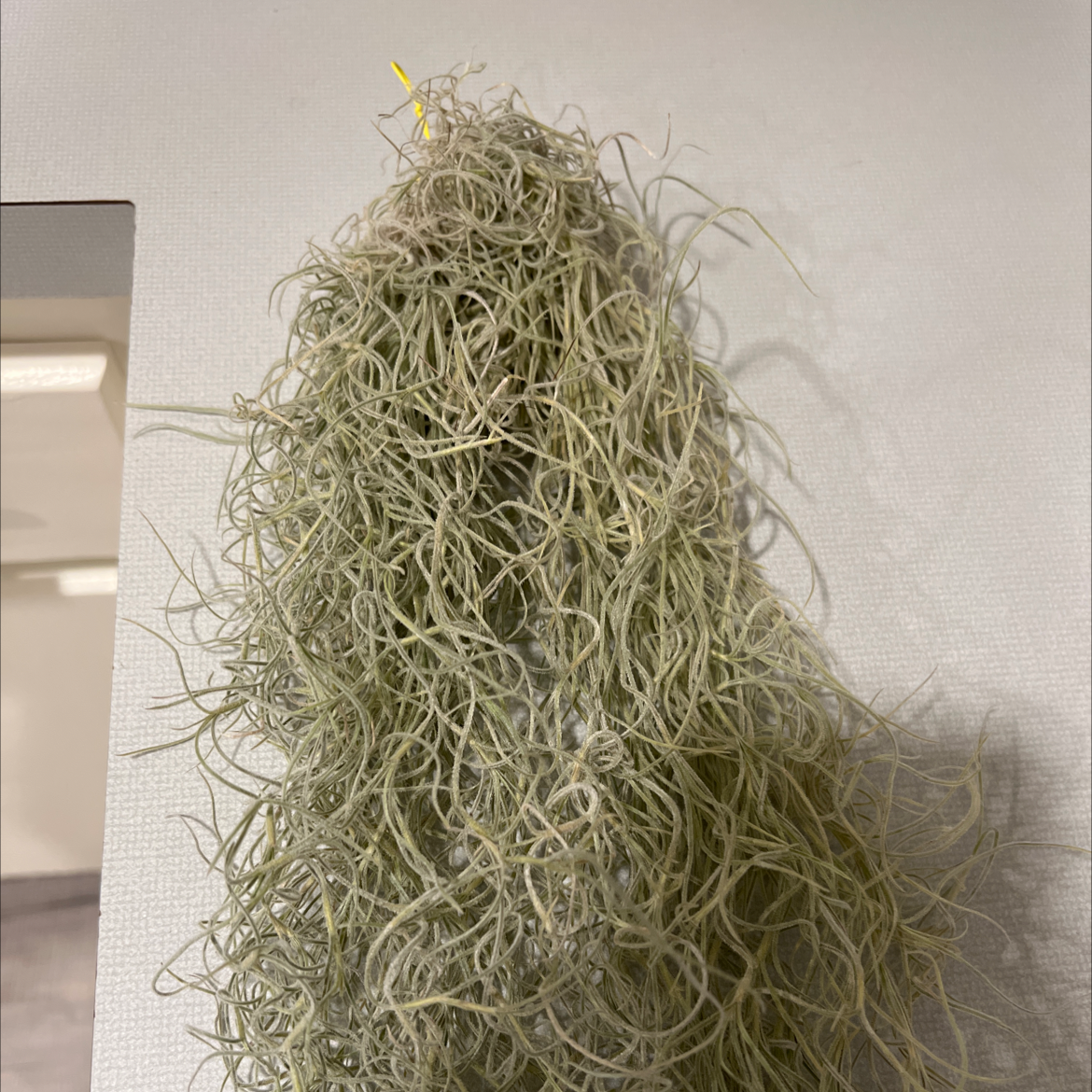 Hanging cluster of Spanish Moss (Tillandsia usneoides) against a plain background.