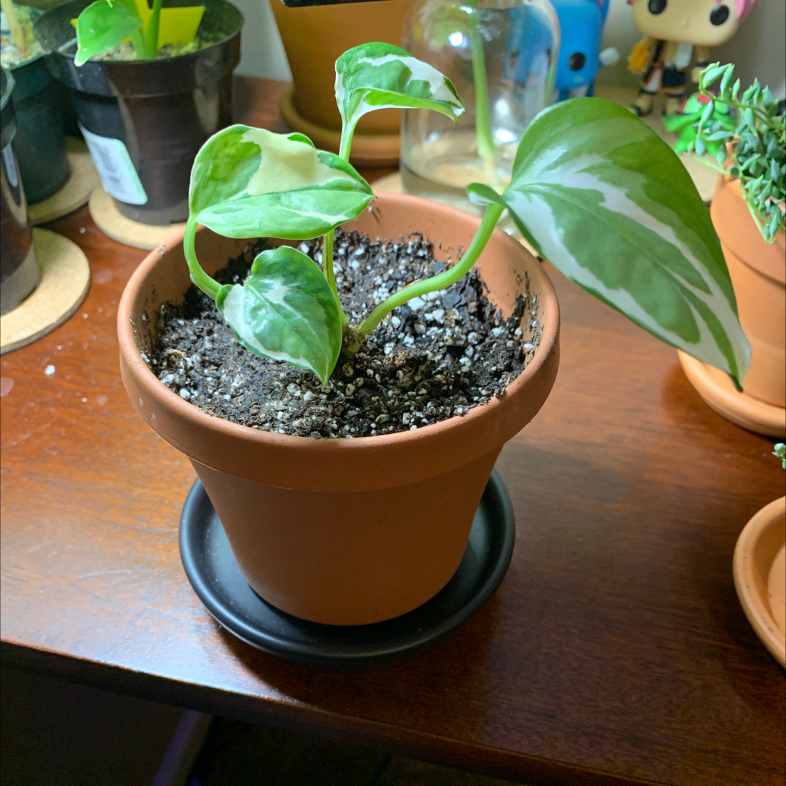 Pothos N' Joy plant photo by @RedemptionWolf named Malibu on Greg, the plant care app.