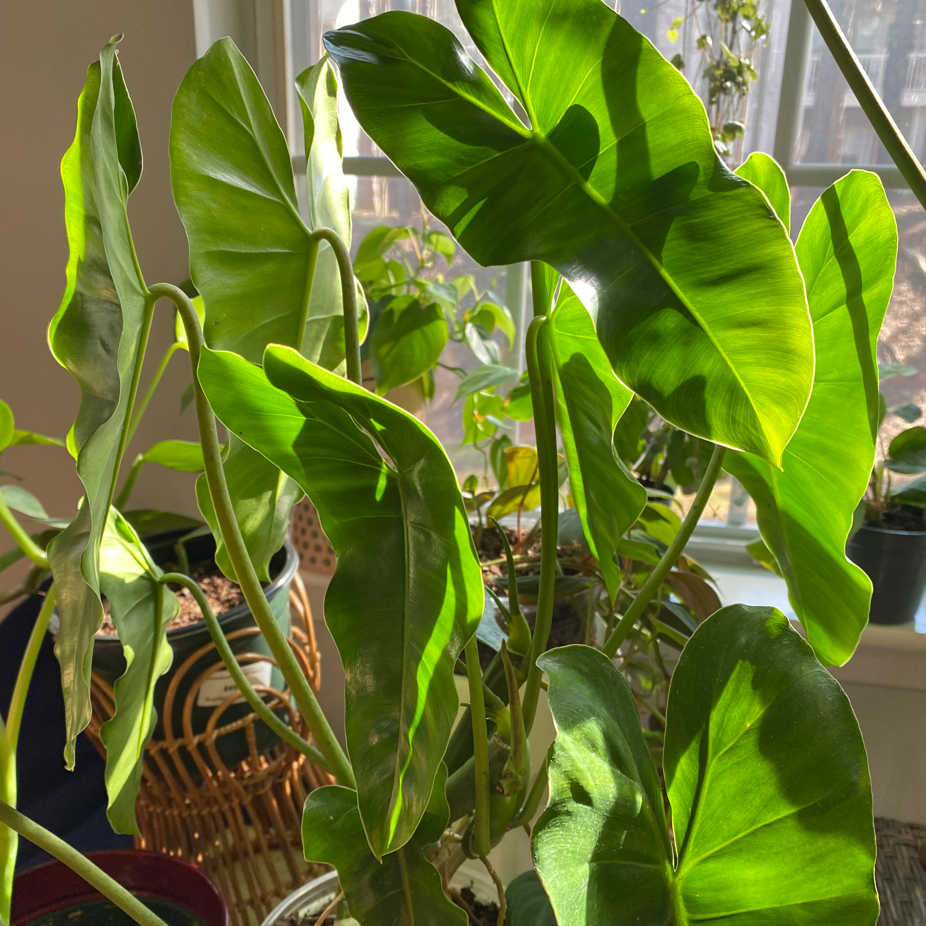 Healthy Burle Marx plant with large, glossy green leaves in natural sunlight.