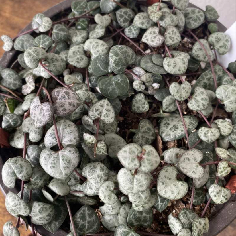 Photo of the plant species String of Hearts by @botelloen named Celine on Greg, the plant care app