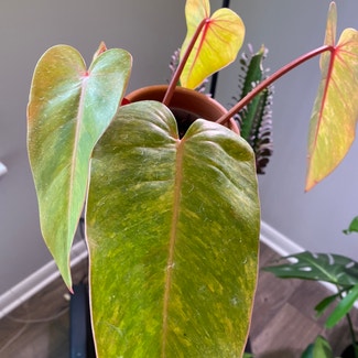 Philodendron 'Painted Lady' plant in Raleigh, North Carolina