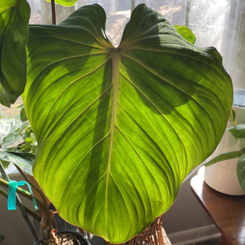 Healthy Philodendron gloriosum leaf with prominent veins and vibrant green color.