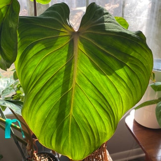Philodendron gloriosum plant in Raleigh, North Carolina