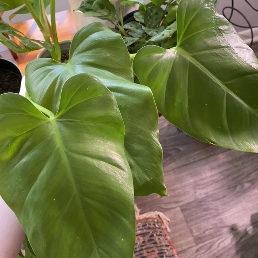 Healthy Elephant Ear Philodendron with large, glossy green leaves.