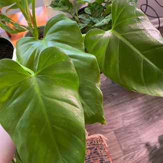 Elephant Ear Philodendron plant in Raleigh, North Carolina