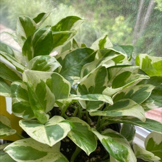 Pearls and Jade Pothos plant in Raleigh, North Carolina