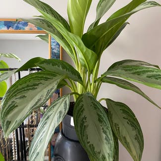 Chinese Evergreen plant in Raleigh, North Carolina