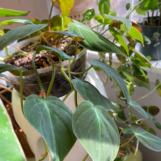 Philodendron Micans plant in Raleigh, North Carolina