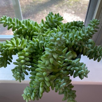 Burro's Tail plant in Raleigh, North Carolina
