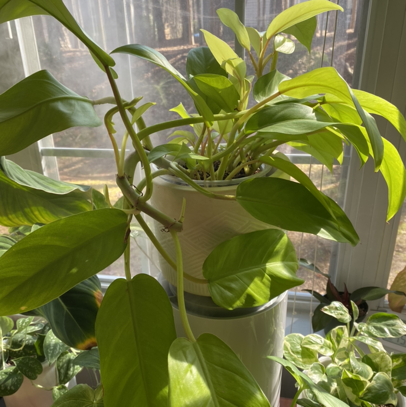 Golden Goddess Philodendron in a pot near a window with vibrant green leaves.