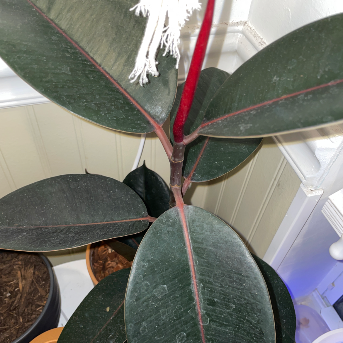 Burgundy Rubber Tree with dark green leaves and red stem, placed indoors near a corner.