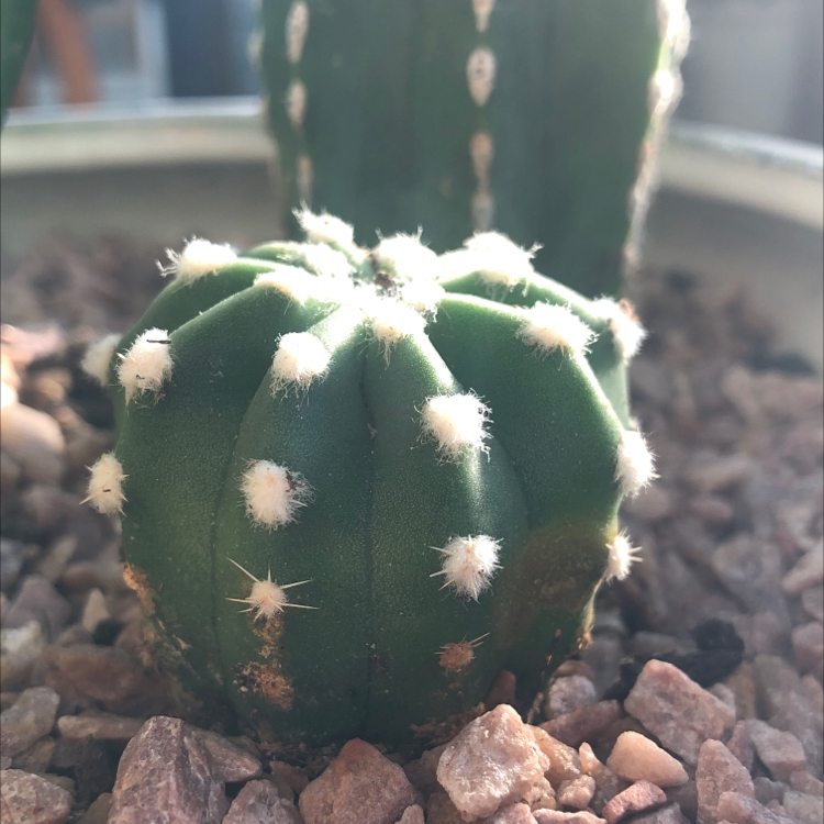 Domino Cactus with white, fuzzy areoles in a pot with rocky soil.