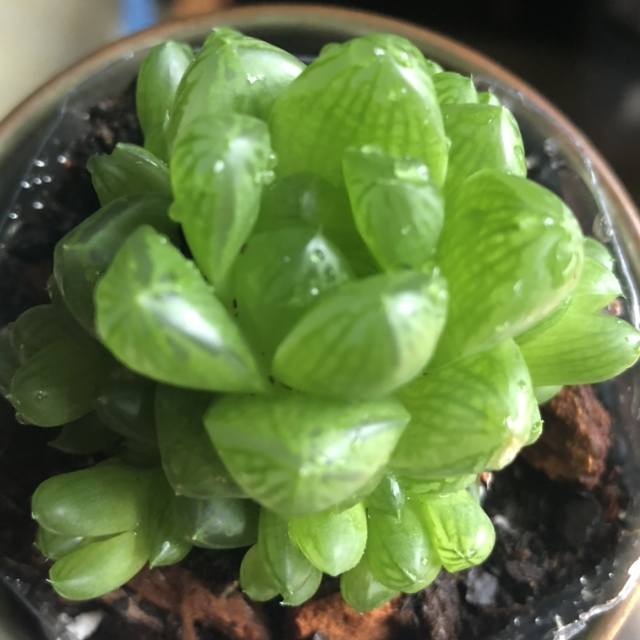 Photo of the plant species Haworthia 'Obtusa' by @Jenison named Bubbles on Greg, the plant care app
