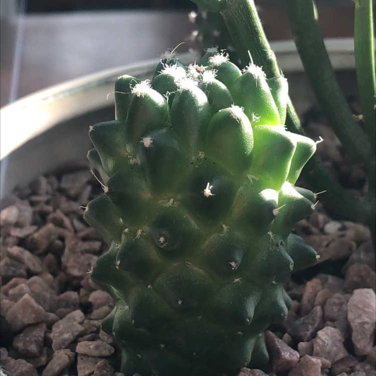 Mammillaria Polythele cactus in a pot with visible soil and healthy green color.