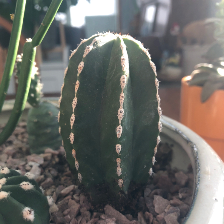 Photo of the plant species Mexican Fence Post Cactus by @Jenison named Poky on Greg, the plant care app