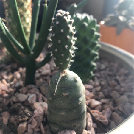 Photo of the plant species Tephrocactus Articulatus by Jenison named Not a Penis on Greg, the plant care app