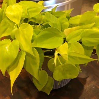 Heartleaf Philodendron plant in Maple Grove, Minnesota