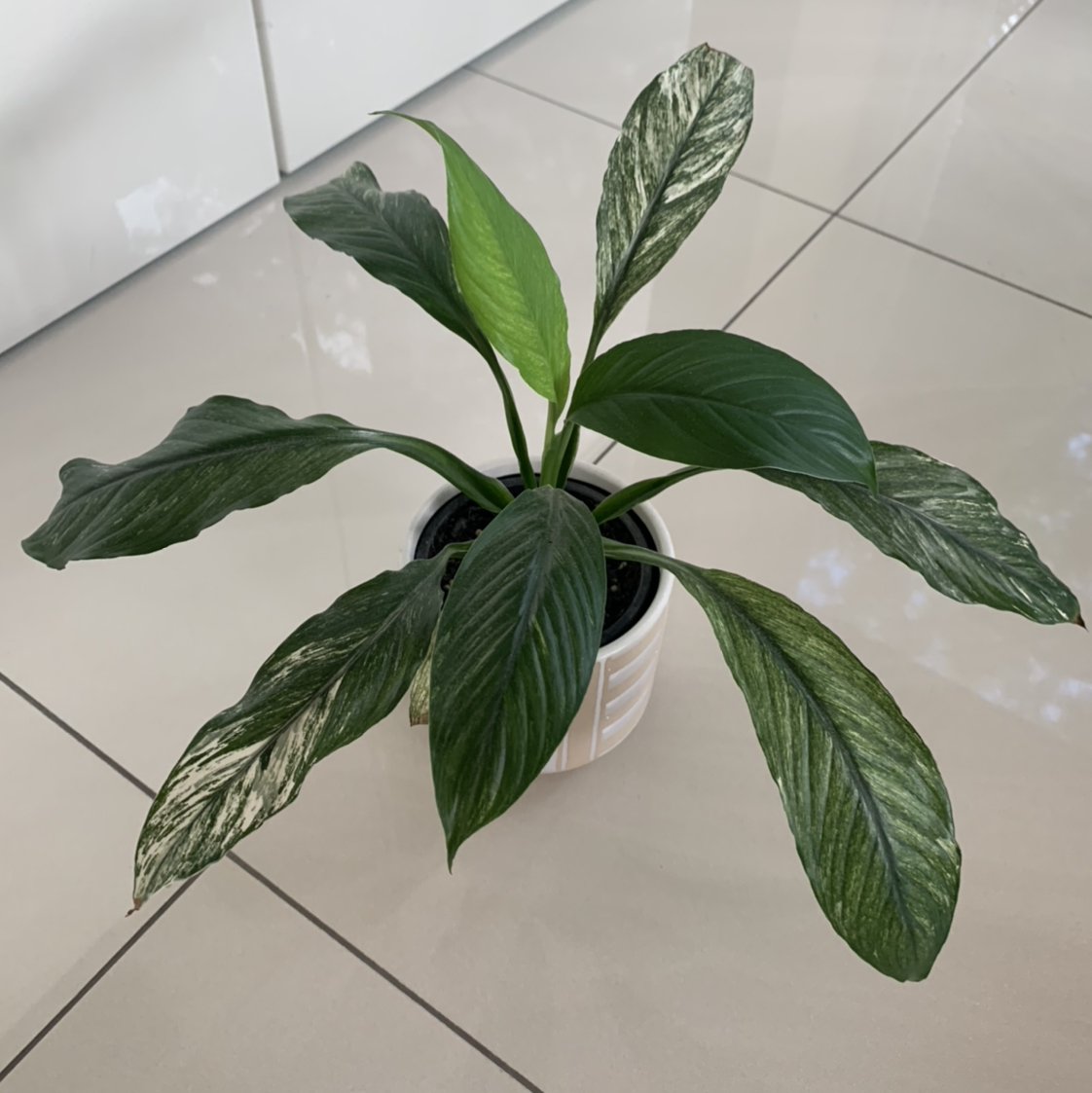 Photo of the plant species Variegated Peace Lily by @Jamiebecker named #1 on Greg, the plant care app