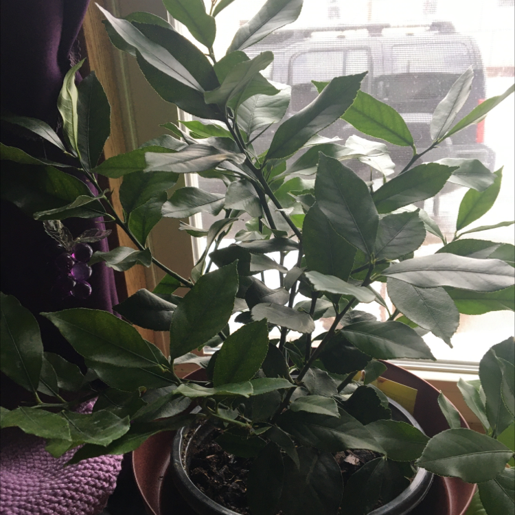 MEYER LEMON TREE ISSUE visual data 5