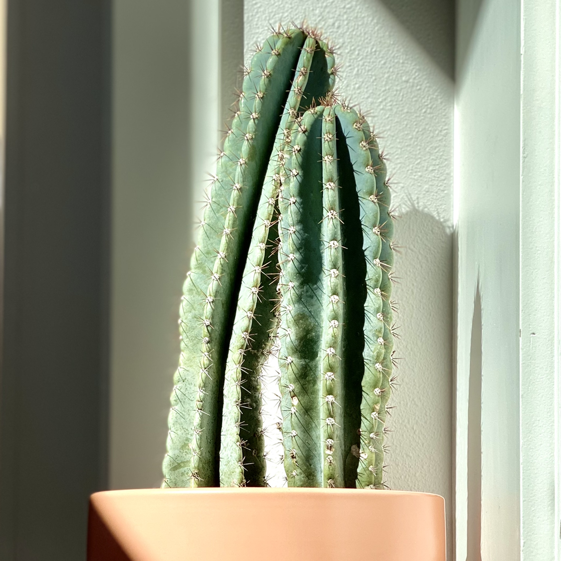 Peruvian Apple Cactus Monstrose in a pot, well-lit and healthy.