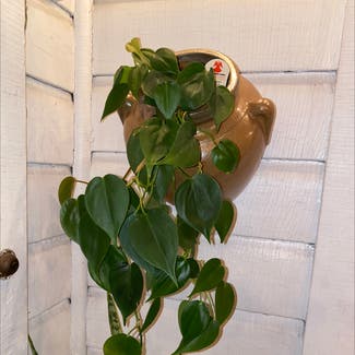 Heartleaf Philodendron plant in Urbana, Ohio